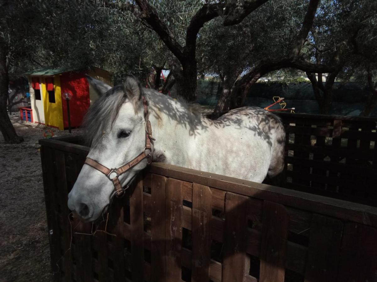 Casadolcecasalatina Bed and Breakfast Εξωτερικό φωτογραφία
